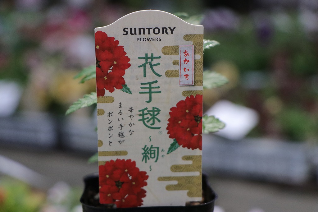 寄せ植えから花壇まで幅広く利用可能なバーベナ#マルイ手毬 - GP-Yamacho