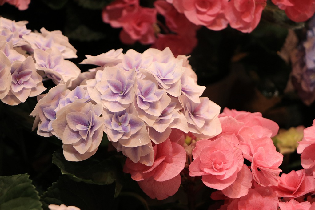 まさみぃさま売約済み　帯飾り〈Bouquet・紫陽花mom・盛り〉 Mother's Day Flowers in !#cityname#!, !#statecode#! - Flower