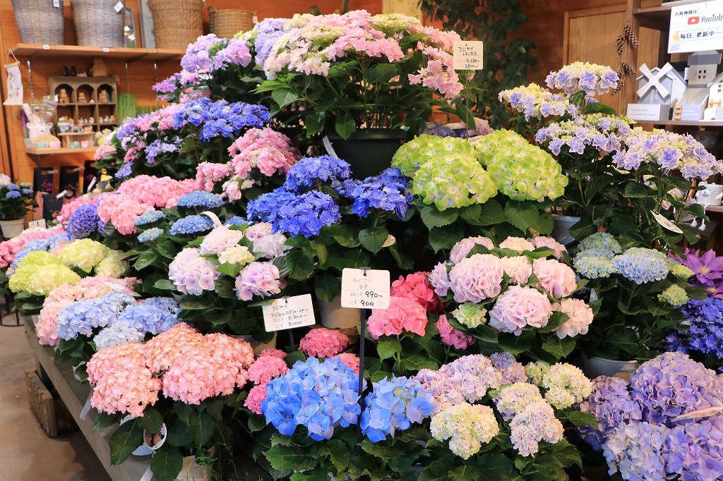紫陽花入荷！母の日前キャンペーン♪ #紫陽花 - GP-Yamacho