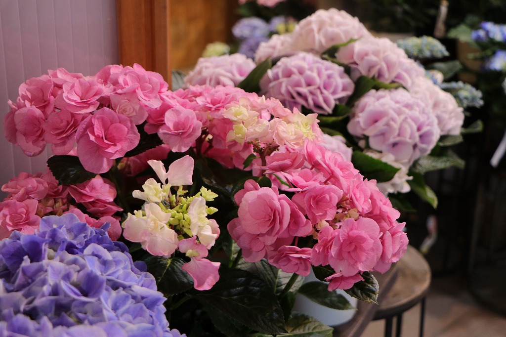 さくらママさま専用　帯留め〈Bouquet・くすみ紫陽花・盛り〉 Starbucks Japan reveals new sakura drinkware collection, inspired