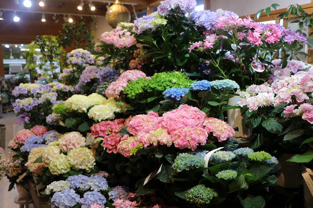 紫陽花 紫陽花入荷！母の日前キャンペーン♪ #紫陽花 - GP-Yamacho