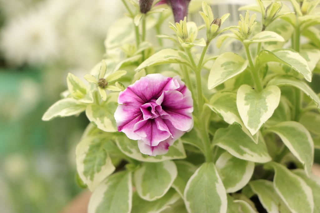 斑入りペチュニアの魅力：幽玄な半八重の花# - GP-Yamacho