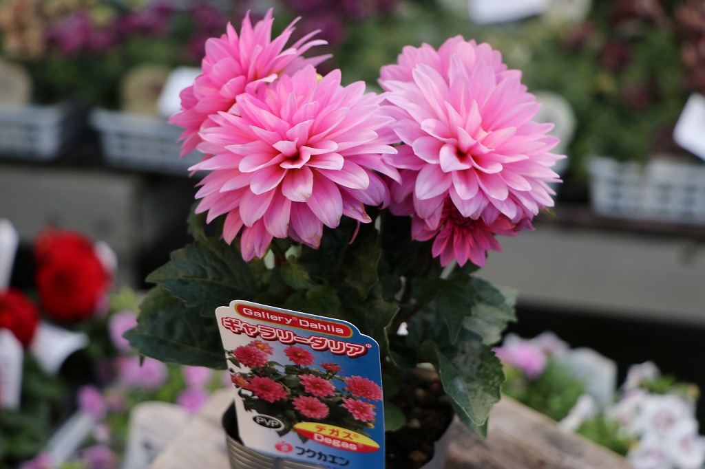 魅惑のピンク花！八重咲きギュギュダブルローズ #花 #多花性 - GP-Yamacho