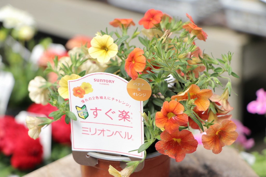 華やかに彩る！オレンジ色の花苗特集🌸 #明るい雰囲気 - GP-Yamacho