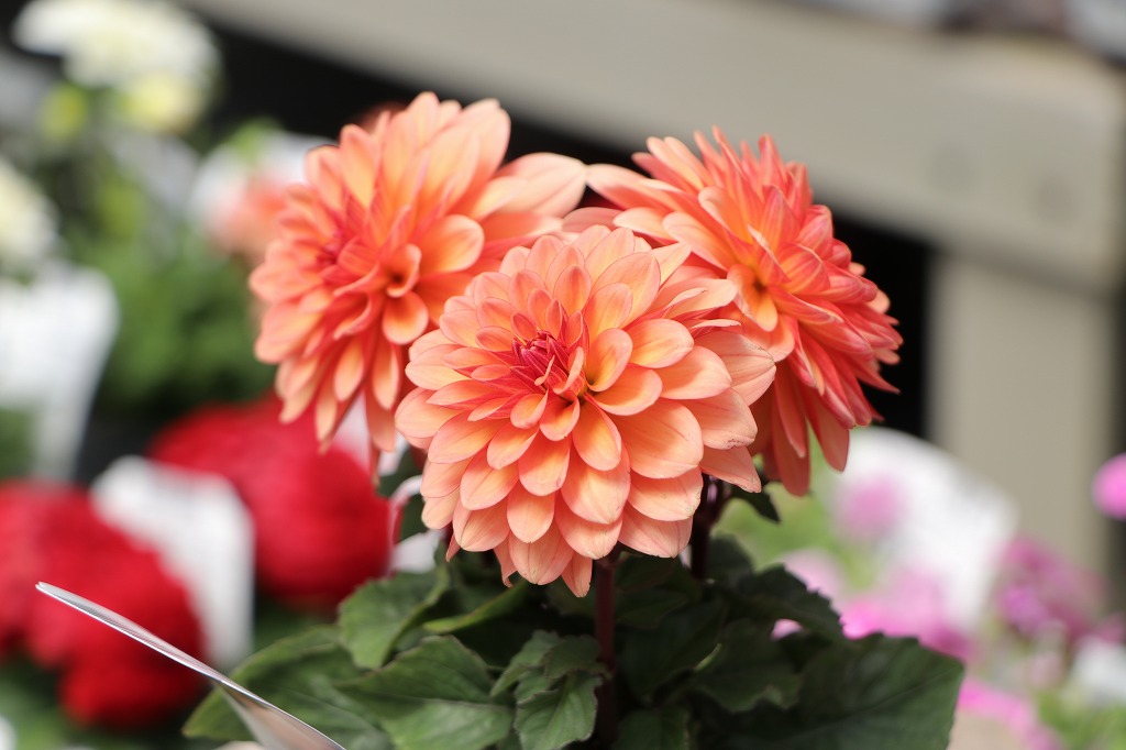 華やかに彩る！オレンジ色の花苗特集🌸 #明るい雰囲気 - GP-Yamacho