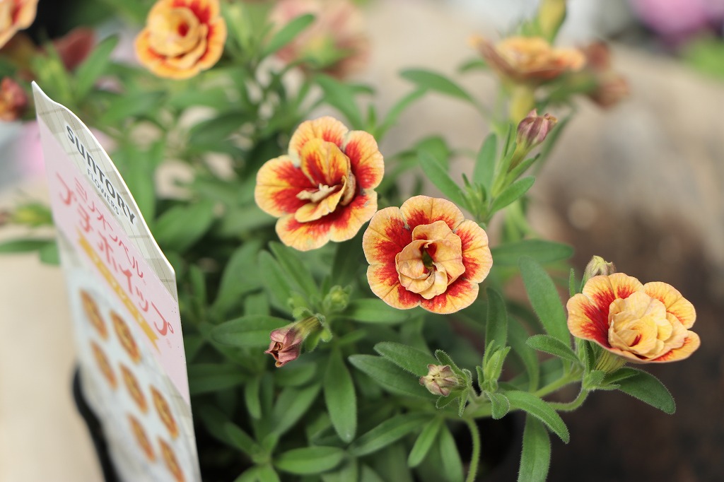 華やかに彩る！オレンジ色の花苗特集🌸 #明るい雰囲気 - GP-Yamacho