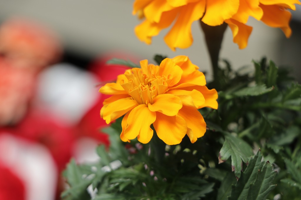 華やかに彩る！オレンジ色の花苗特集🌸 #明るい雰囲気 - GP-Yamacho