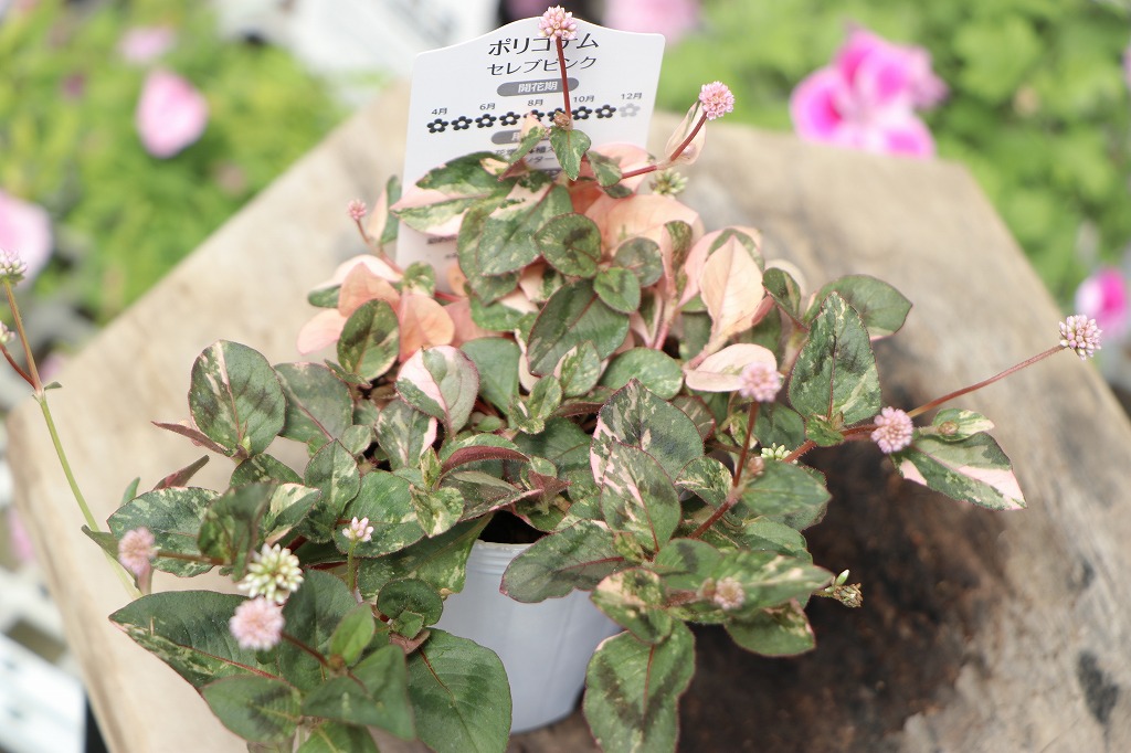 グリーンプラザ山長（奈良県生駒市） - 夏に涼しげな斑入り植物