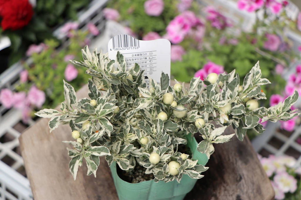 グリーンプラザ山長（奈良県生駒市） - 夏に涼しげな斑入り植物