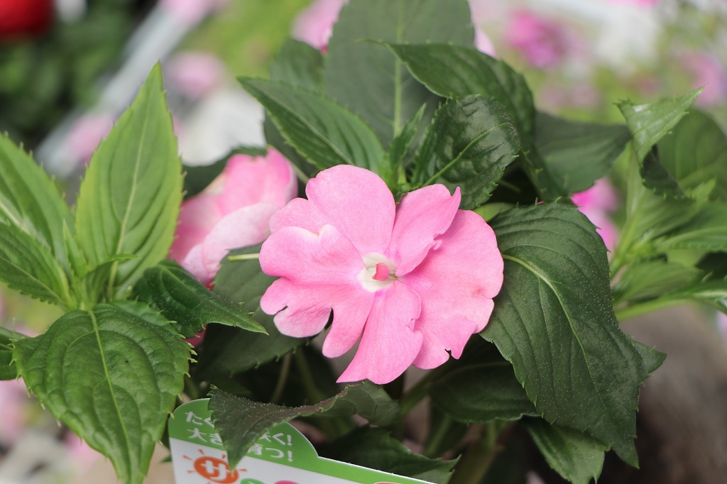 ピンク色の花苗で華やかに♪ - GP-Yamacho