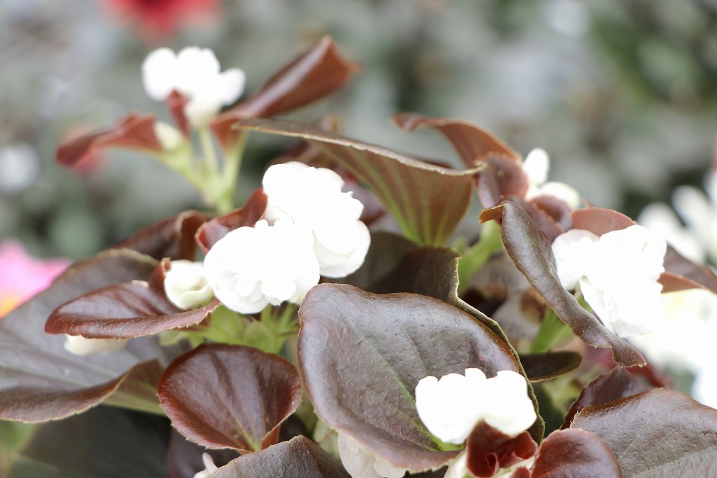 涼しさ満点！夏の花壇におすすめの白い花#万能カラー - GP-Yamacho