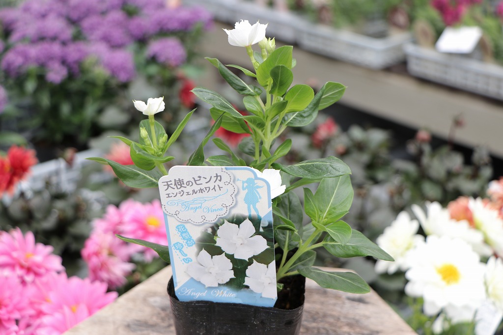 涼しさ満点！夏の花壇におすすめの白い花#万能カラー - GP-Yamacho