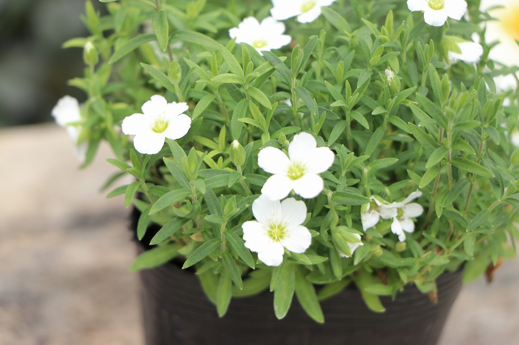 涼しさ満点！夏の花壇におすすめの白い花#万能カラー - GP-Yamacho