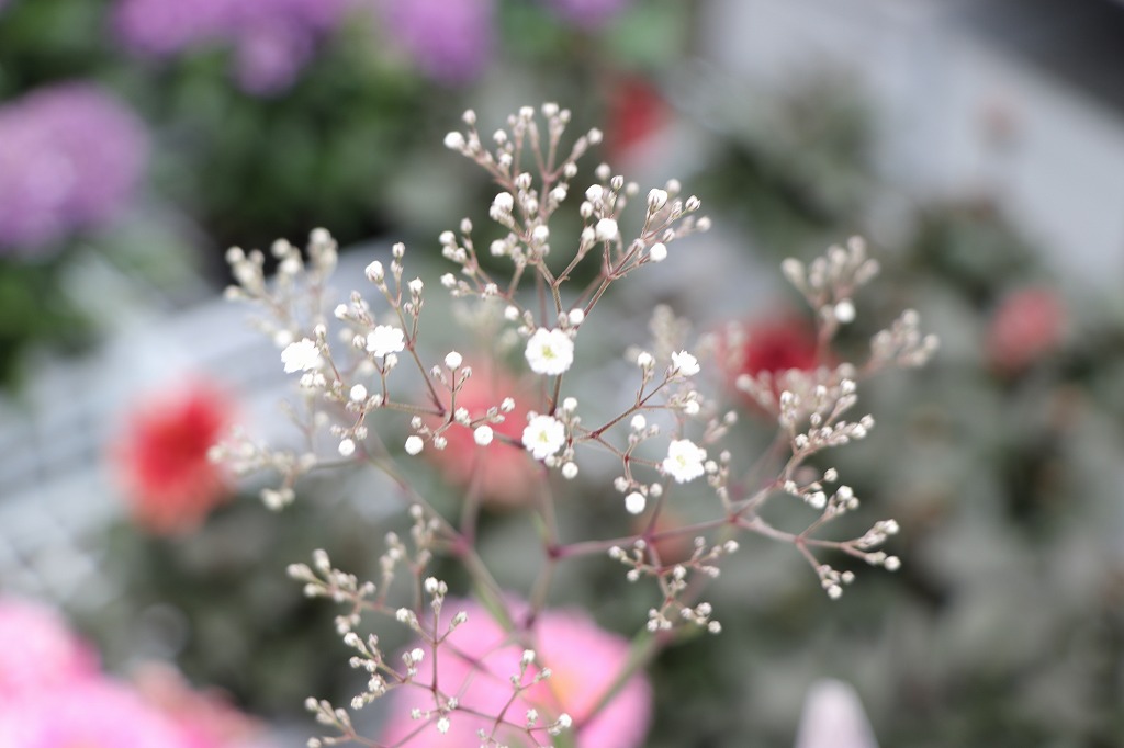 涼しさ満点！夏の花壇におすすめの白い花#万能カラー - GP-Yamacho