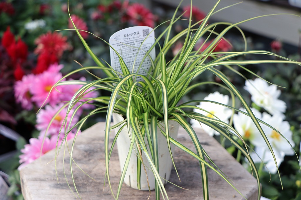 カレックス オシメンシス エヴァーシーン 2.5〜3号ポット苗 寄せ植え 花壇 庭植え グランドカバー カラーリーフ