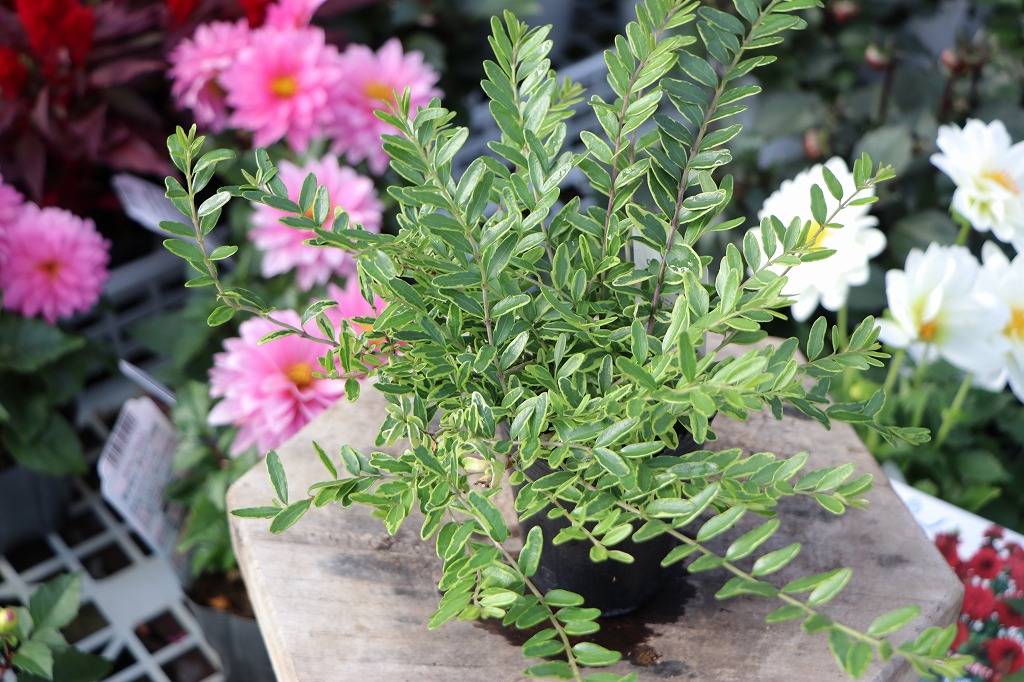 ロニセラ レモンビューティー 2.5号ポット苗 斑入り葉 カラーリーフ 寄せ植え 鉢植え 庭植え