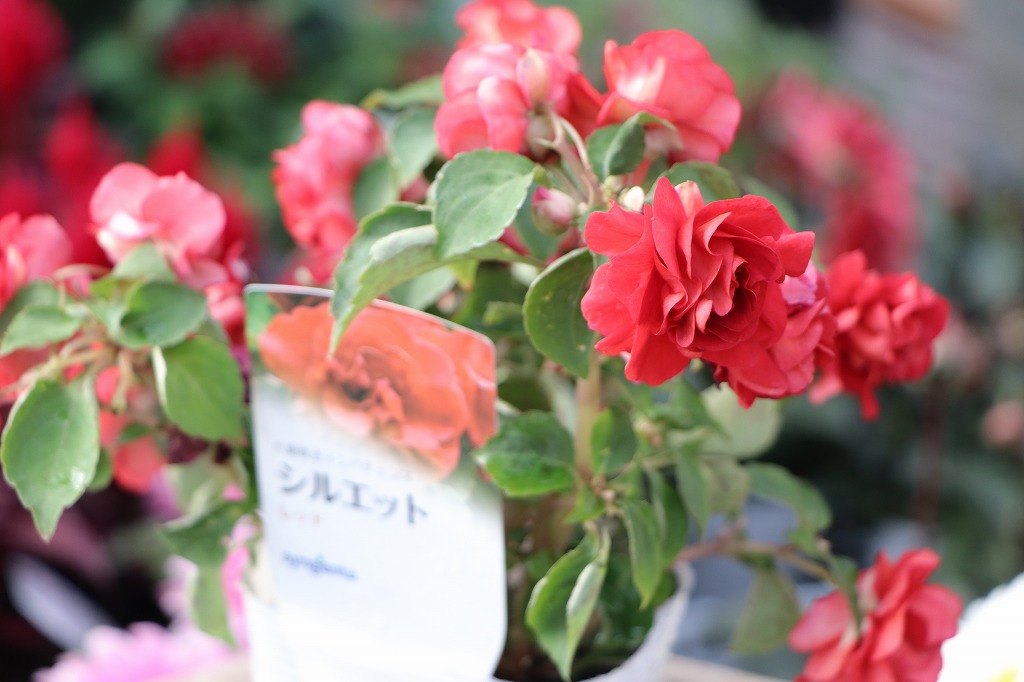 夏の花苗特集：元気な赤色の花で花壇を華やかに - GP-Yamacho