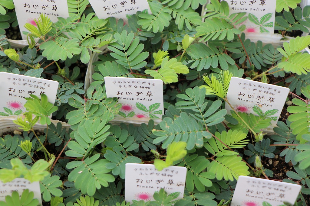 グリーンプラザ山長：葉っぱを楽しめる植物特集🌿 - GP-Yamacho