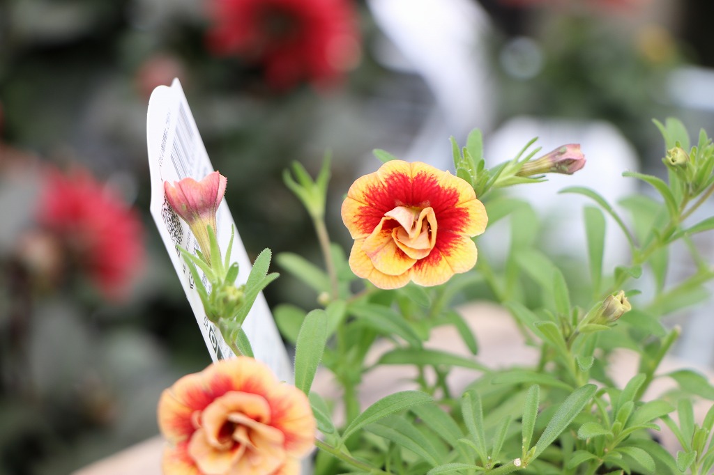 夏の花壇を彩る華やかな植物特集🌸 - GP-Yamacho
