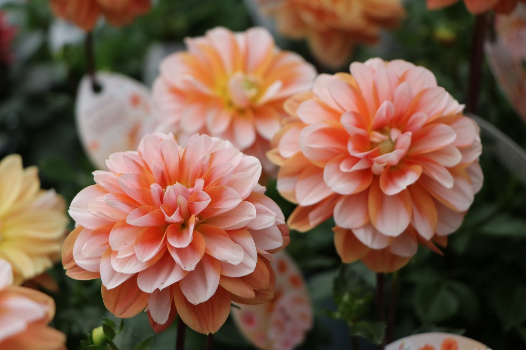 元気カラーの夏花苗: オレンジと黄色の明るさに注目 #夏の花 - GP-Yamacho