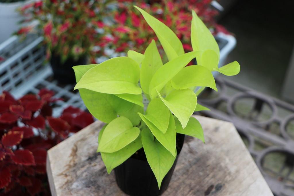 インテリアを彩るおしゃれな植物たち#グリーンプラザ - GP-Yamacho インテリアを彩るおしゃれな植物たち#グリーンプラザ - GP-Yamacho