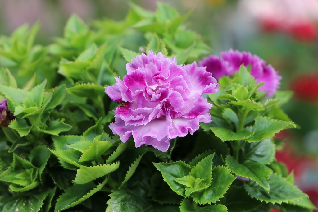 夏の花壇を彩る珍しい八重咲きトレニア✨ #夏の花 - GP-Yamacho