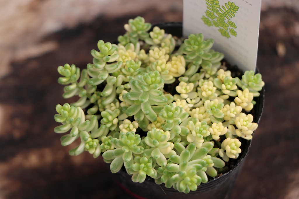 斑入りリーフで彩る！明るい寄せ植え＆花壇#斑入り - GP-Yamacho