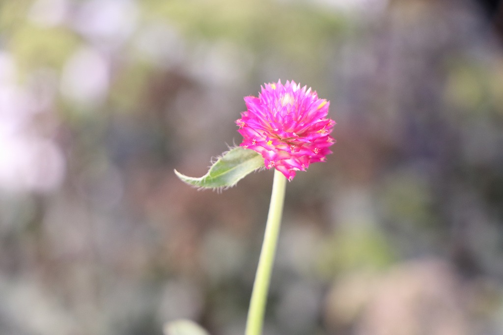 センニチコウ ラズベリーフィールド 千日紅 夏の花 花壇 寄せ植え 切花 ドライフラワー