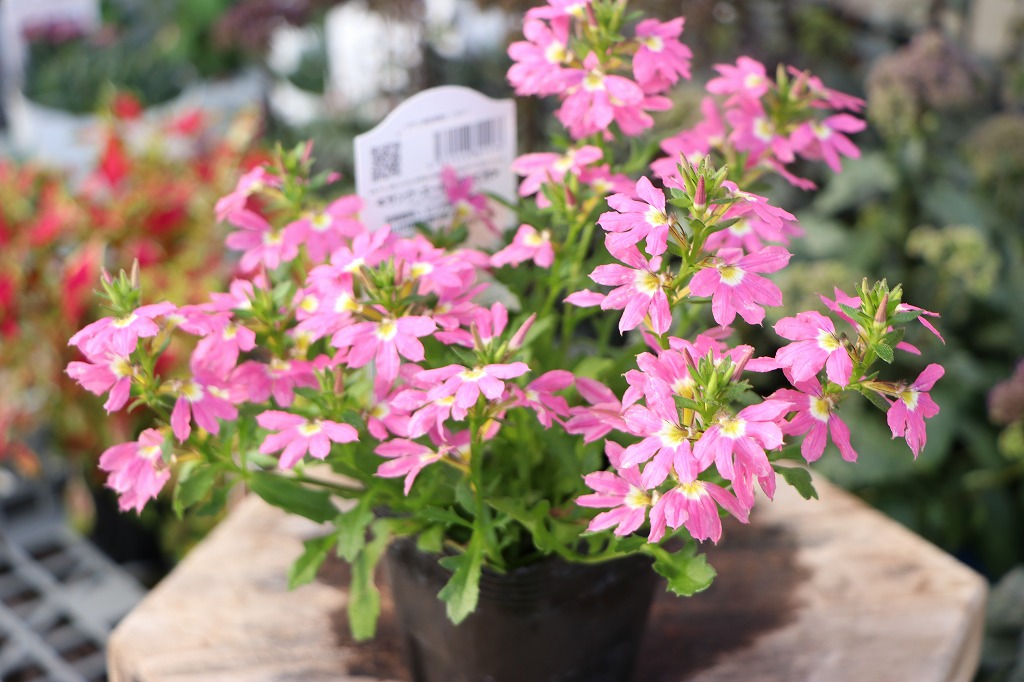 サントリー サンク・エール ピンク 3.5号ポット苗 スカエボラ 夏に強い花苗 寄せ植え 花壇