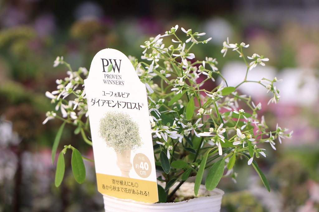 夏に強い花苗特集！🌸新着＆秋まで楽しめる品種も豊富#お庭ライフ - GP