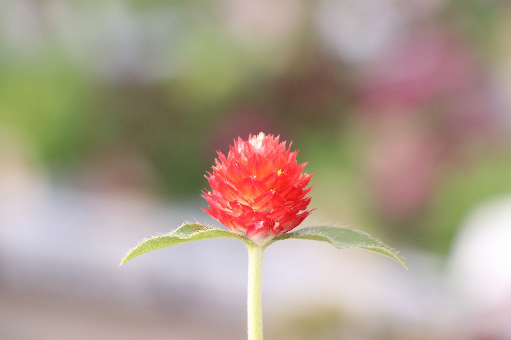 センニチコウ ストロベリーフィールド 千日紅 夏の花 花壇 寄せ植え 切花 ドライフラワー