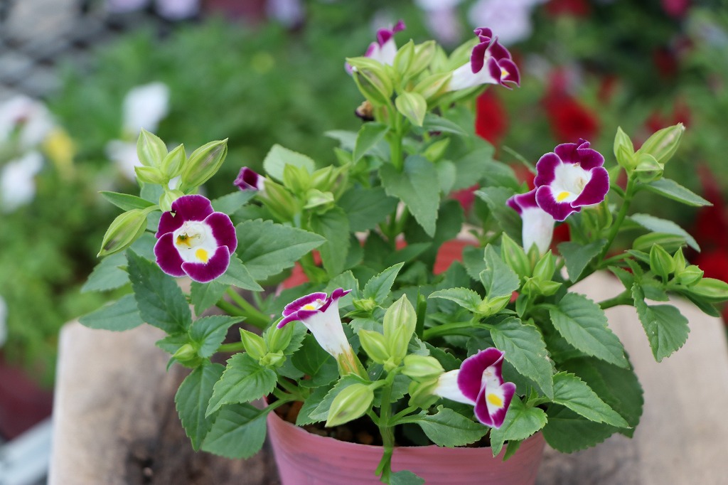 夏の花壇に華やかな彩りを！人気の花苗特集 #グリーンプラザ - GP-Yamacho