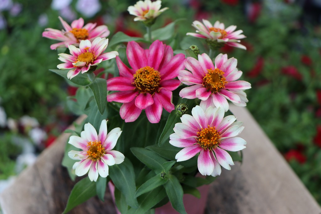 夏の花壇に華やかな彩りを！人気の花苗特集 #グリーンプラザ - GP-Yamacho