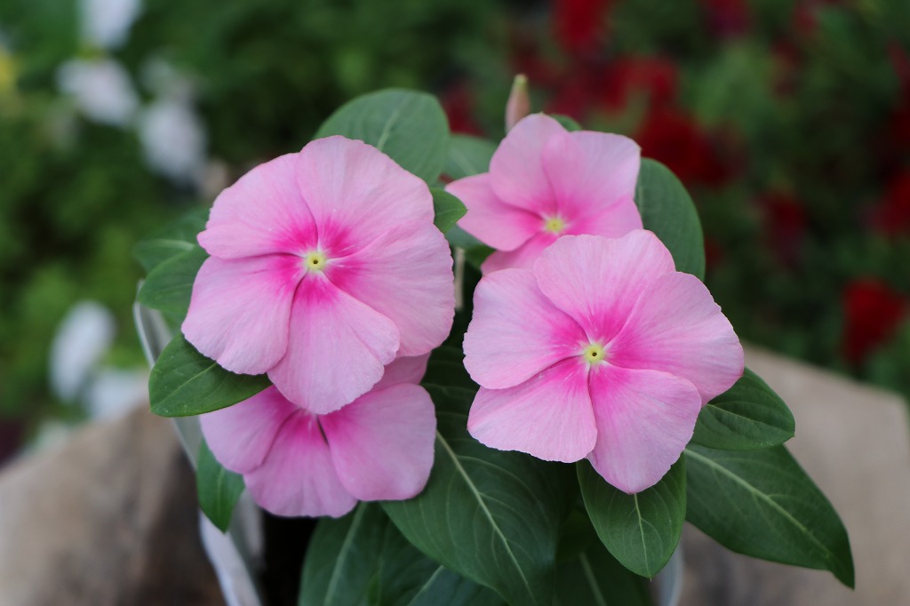 夏の花壇に華やかな彩りを！人気の花苗特集 #グリーンプラザ - GP-Yamacho