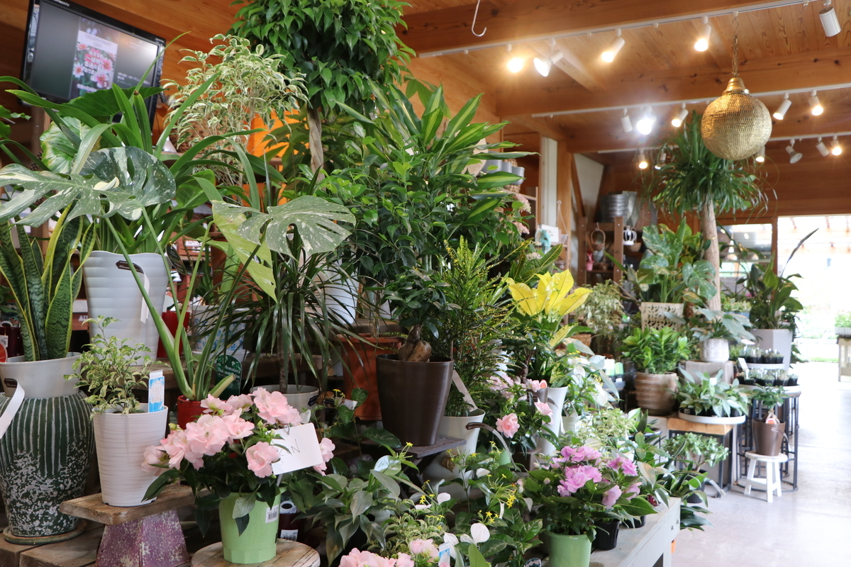 爽やかな雰囲気が漂う！室内で楽しむ観葉植物コレクション #山長 - GP