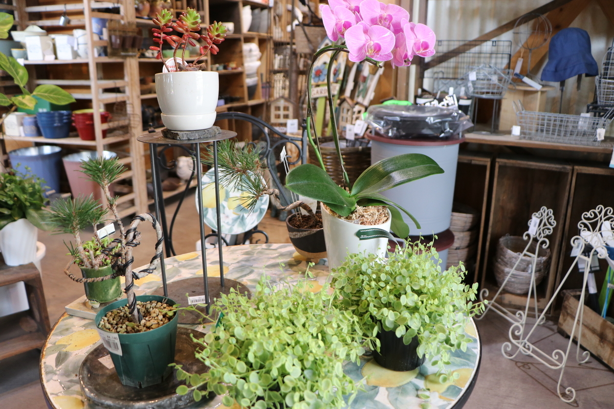 爽やかな雰囲気が漂う!室内で楽しむ観葉植物コレクション #山長 - GP 爽やかな雰囲気が漂う!室内で楽しむ観葉植物コレクション #山長 - GP