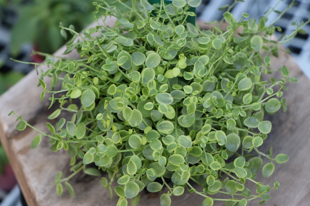 ペペロミア 真亜子 3号ポット苗 観葉植物 希少 斑入り葉 ハンギング