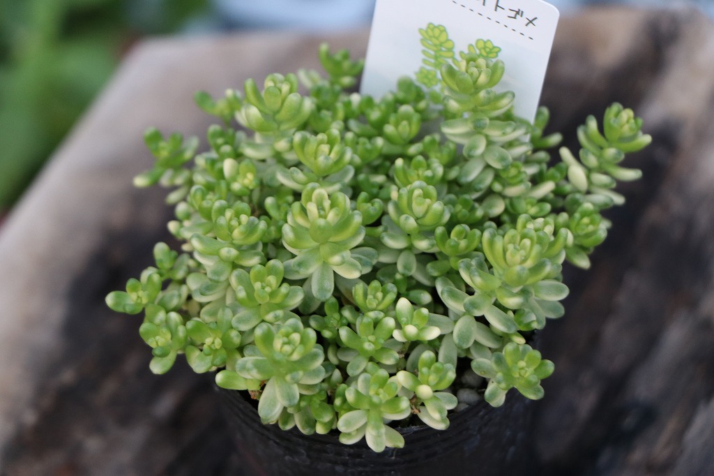 多肉植物 セダム 斑入りタイトゴメ 2.5〜3号ポット苗 多肉寄せ植え 斑入り葉