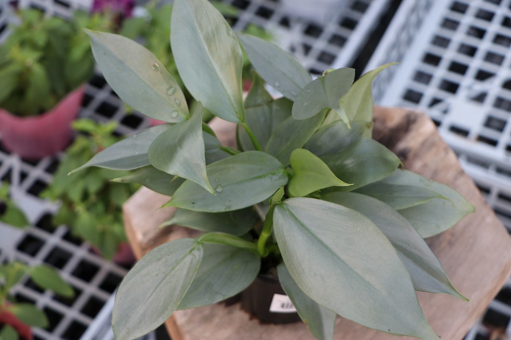 フィロデンドロン シルバーメタル 3号ポット苗 観葉植物 鉢植え インテリアグリーン シルバーリーフ