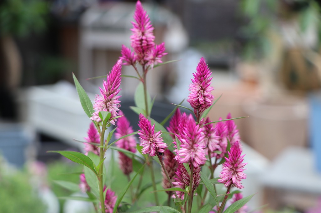 セロシア アジアンガーデン ケイトウ 寄せ植え 鉢植え 花壇 切り花 夏の花 秋の花