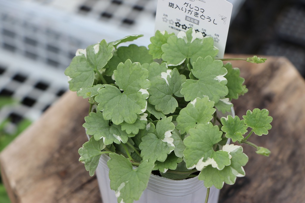 グレコマ バリエガータ 斑入り葉 カラーリーフ 寄せ植え ハンギング グランドカバー