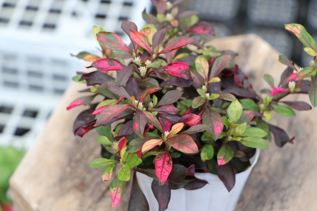 アルテルナンテラ キャッツラマーズ カラーリーフ 秋の寄せ植え 花壇 鉢植え