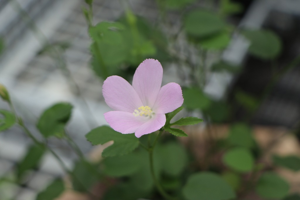 原種ハイビスカス ロバツス 3〜3.5号ポット苗 寄せ植え 鉢植え 花壇 グランドカバー ハンギング