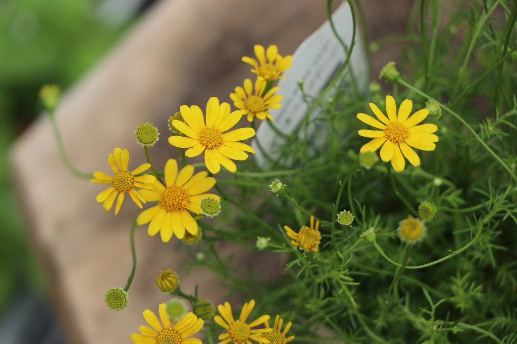 ダールベルグデージー 3号ポット苗 黄色い小花 花壇 寄せ植え 鉢植え