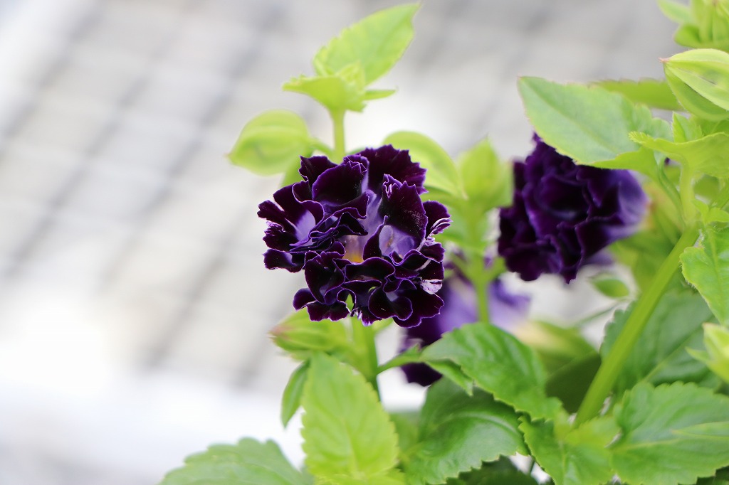 八重咲き トレニア セレスティア バイオレットブルー 寄せ植え 花壇 鉢植え 希少 夏の花 秋の花