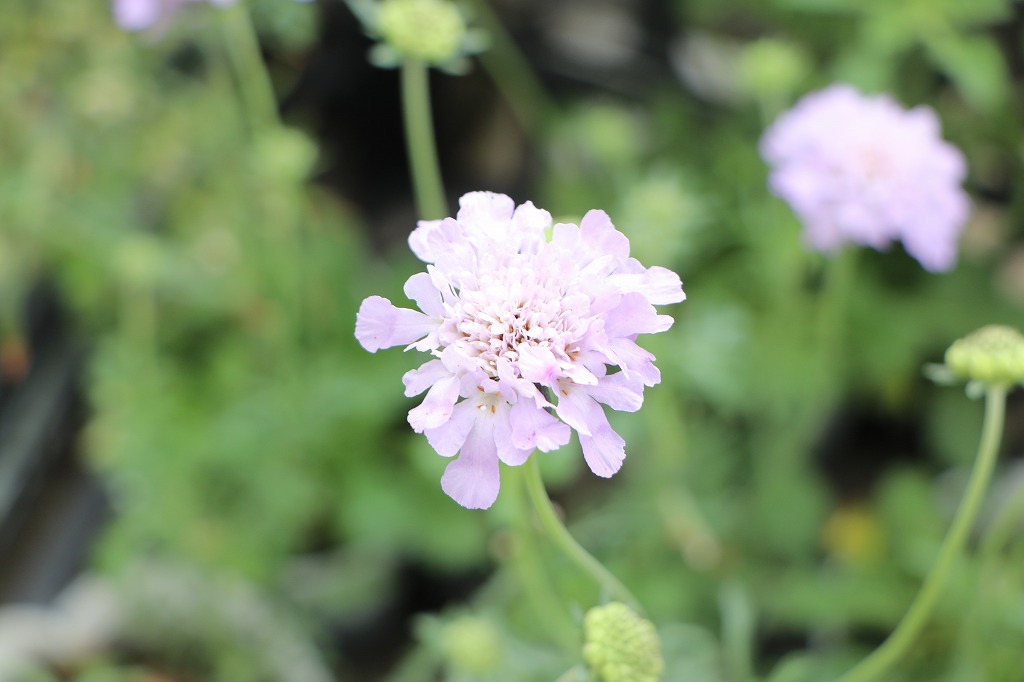 スカビオサ ハーレクイン 3〜3.5号ポット苗 松虫草 寄せ植え 花壇 鉢植え イングリッシュガーデン 切り花