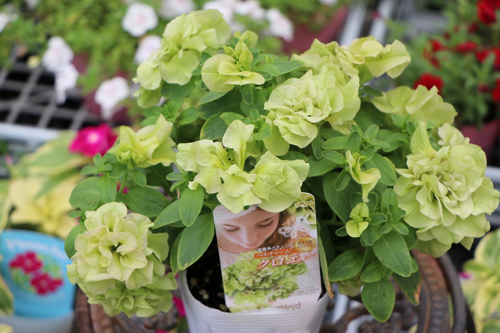 八重咲き ペチュニア ベルチャーム クロエ ライムグリーン 寄せ植え 鉢植え 花壇
