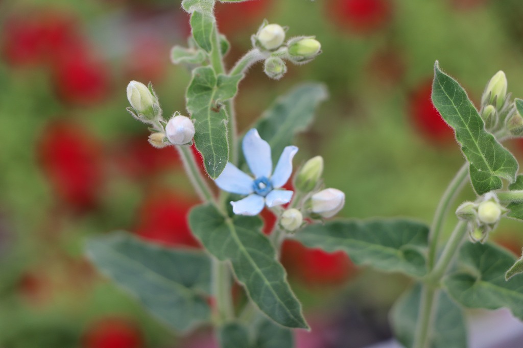 オキシペタラム ブルースター 青い花 星形 花壇 寄せ植え 切り花 夏の花