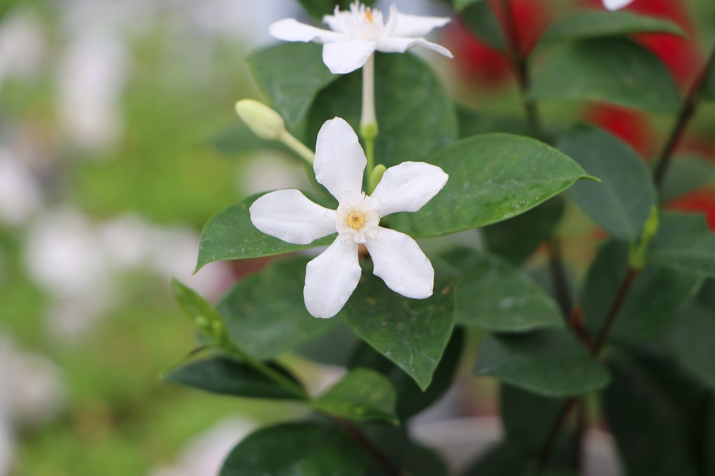 セイロンライティア セイロンランティア 白花 夏の花木 鉢植え 寄せ植え 花壇