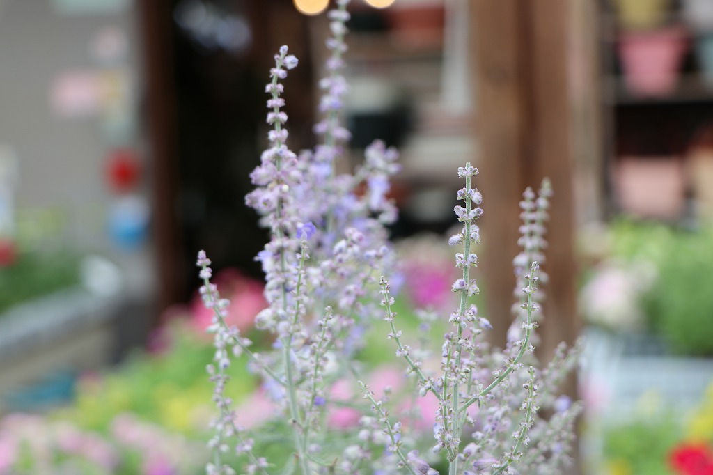 PW ロシアンセージ デニムレース シルバーリーフ 青紫の花 宿根草 花壇 寄せ植え 鉢植え
